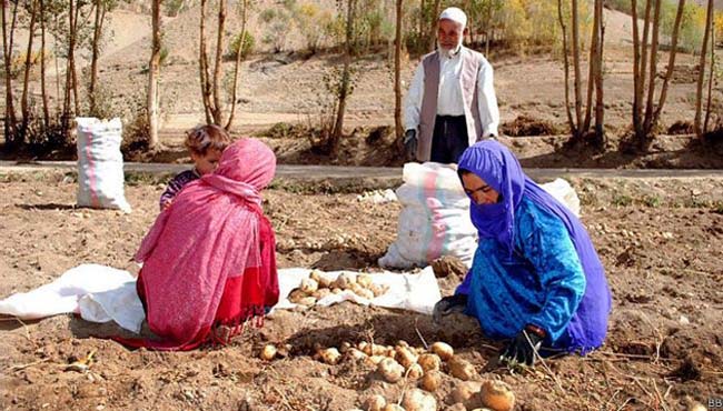بیش از ۴۵ درصد زنان ولایت بامیان کشاورز هستند